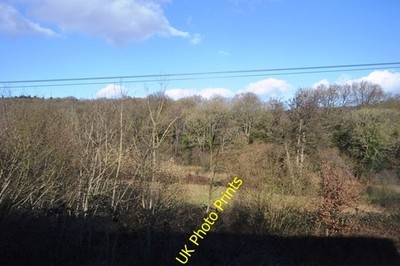 Photo 6x4 Two sheep grazing Printstile  c2009