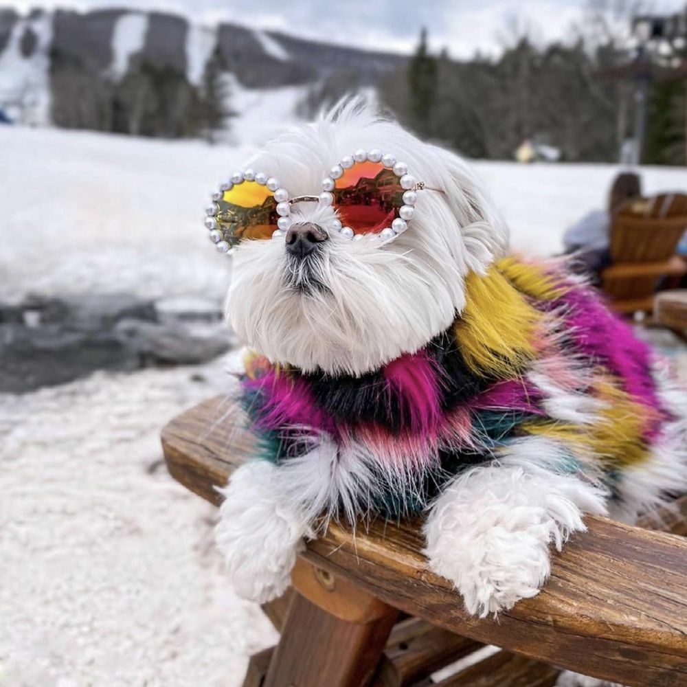 Props For Small Dog Cat Cat Glasses Pet Glasses Cat Sunglasses P Props For Small Dog Cat Cat Glasses Pet Glasses Cat Sunglasses P