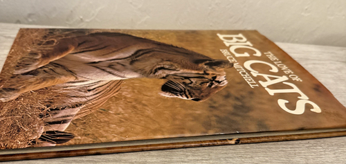 The love of Big Cats - Picture 3 of 14