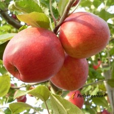 10 Semillas Manzano Jardín Dulce Sabroso Crujiente Orgánico Comestible Frutas Saludables