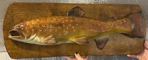 Hand Carved Wood Lrg Brown Trout Fish Taxidermy Mount Award Winning Cabin Decor