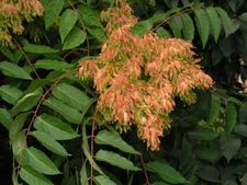 Tree of Heaven, Ailanthus altissima, Tree Seeds