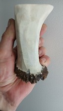 256.KNIFE HANDLE MATERIALEUROPEN ELK HORN BLANK.(NATURAL).