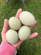 Olive Egger chicken hatching eggs F2