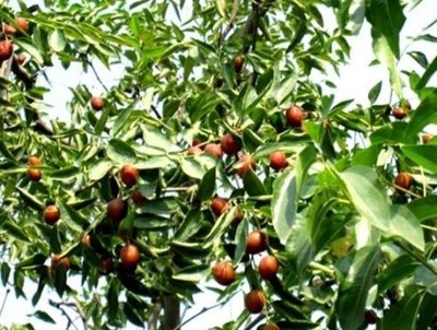 2 winterharte Dattel-Bäume schnellwüchsige exotische Pflanzen im für den Garten+