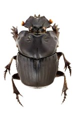 標本 Coprophanaeus bonariensis 33mm 32mm Phanaeus for collectors | Horned Rhinoceros Dung Beetles