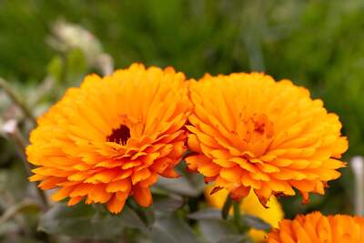 500 PACIFIC Beauty ORANGE MARIGOLD Calendula Officinalis Flower Seeds