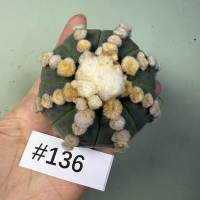 Sale Rare Cacti Plant Astrophytum asterias ''Ooibo'' WYSIWYG Garden Boutique