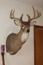 Whitetail Deer Head Shoulder Mount Taxidermy Cape Shed Antler Mule