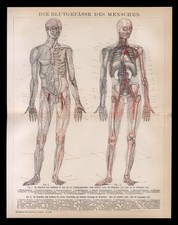 Original Holzschnitt 1896 Anatomie Mensch Blutgef&auml;sse Anschaungstafel Lehrtafel