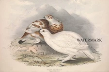 1837 John Gould  V4 P255 Willow Ptarmigan Lagopus Saliseti REPRODUCTION