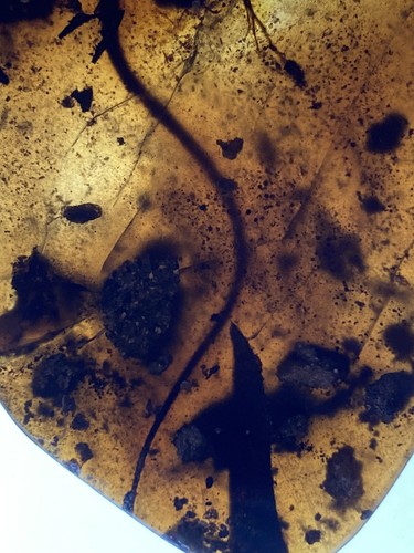 55mm Huge Half lizard, In Genuine Burmite (Myanmar Amber), Dates 98myo - Picture 6 of 11