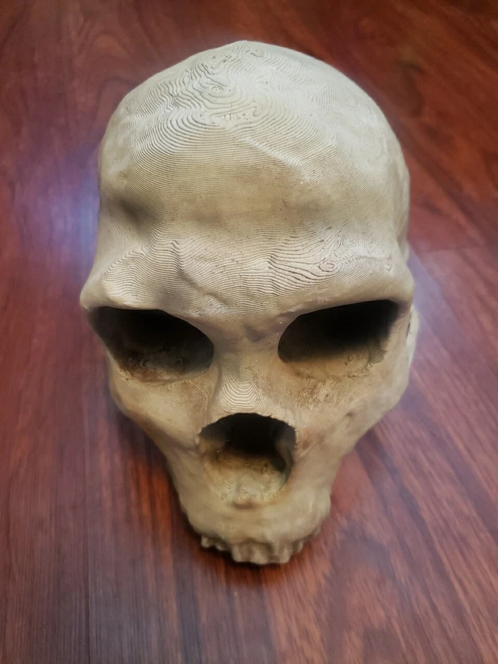 Neanderthal Skull Homo Neanderthalensus Realistic High Precision Replica - Image 2 of 4