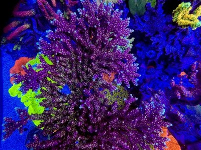 RRC Pink Cadillac, Pink Caddy - Live Coral Frag SPS/Acropora