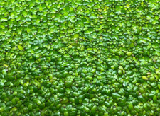 Bulk Duckweed for KOI Fish Ponds 1 oz, 3 oz, 8 oz, 1 to 3 pounds 
