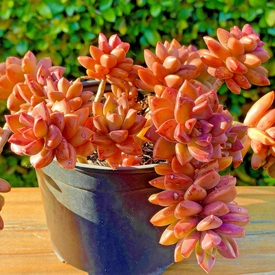 Graptosedum Alpenglow Bronze Rare Succulent Live Plant Unrooted Cutting 2-Inch