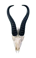 Real Springbok Skull - Antelope Skull with metal bracket Antelope Cranium +Horns