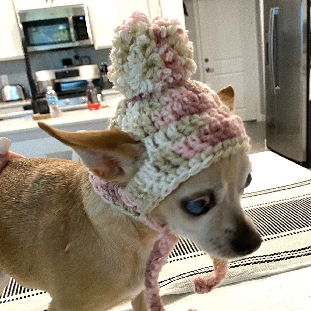 Crochet Dog Beanie Free Knitting Pattern For Small Dog Hat