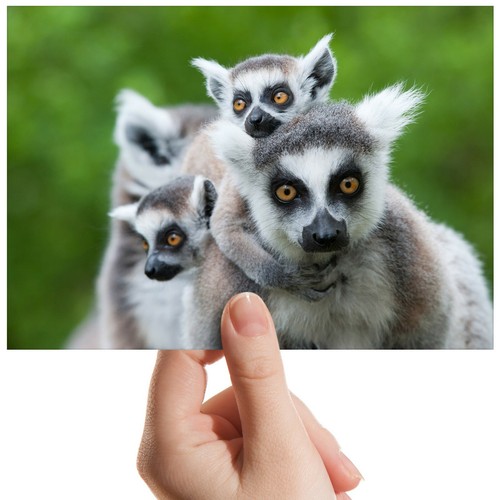 Ring Tailed Lemur Wild Nature Small Photograph 6"x4" Art Print Photo Gift #12666