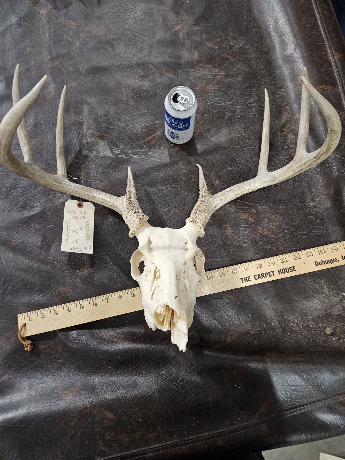 Wild 8 Point Whitetail Deer Antler Rack Horn Skull European Mount Man Cave 133"