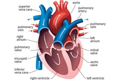 Laminated Human Heart Circulatory System Diagram Chart Medical Educational