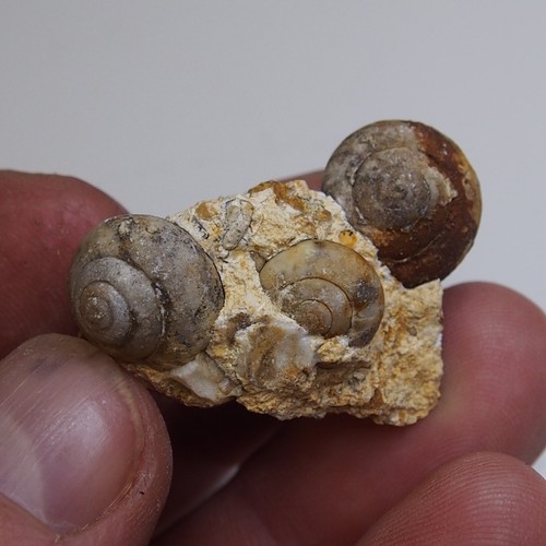 13gr Snail Cepaea Rüssingen Formation Bivalve Fossils Mollusks Schnecke 453
