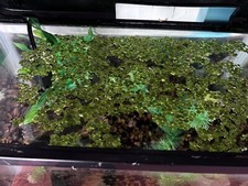 live aquarium plants freshwater