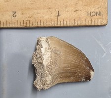 Late Cretaceous age Fossil MOSASAUR TOOTH From Morocco (#F5321)
