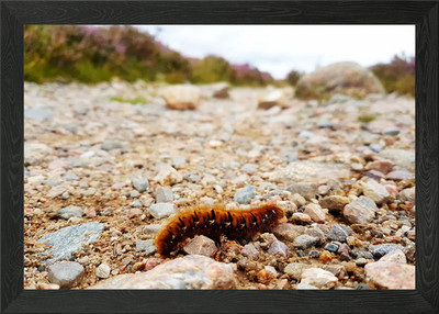 Gerahmtes Wandbild Raupe Poster Leinwanddruck Bild