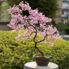 Bonsai Cherry Blossom Tree Seeds | 10 Seeds | Excellent Bonsai Specimen