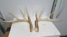 4x4 WHITETAIL DEER 143 2/8 ANTLERS mule mount taxidermy sheds elk rack