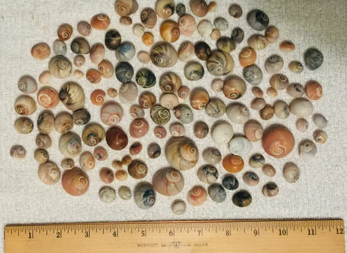 Lot 110 Shark Eye Sea Shells Beach Arts & Crafts Decor Snail Sizes 1/4" - 1 1/4"