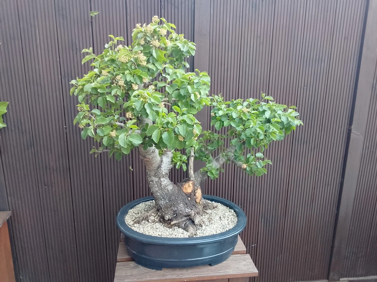 Bonsai Alt online kaufen | eBay.de