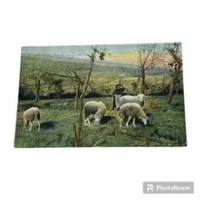 Postcard Shepherd Herding Sheep on Hillside c1908 A133