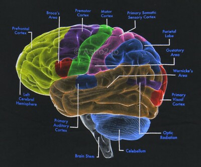 HUMAN BRAIN GLOW--Cerebral Lobe Cortex Biology Anatomy Science Medical T shirt