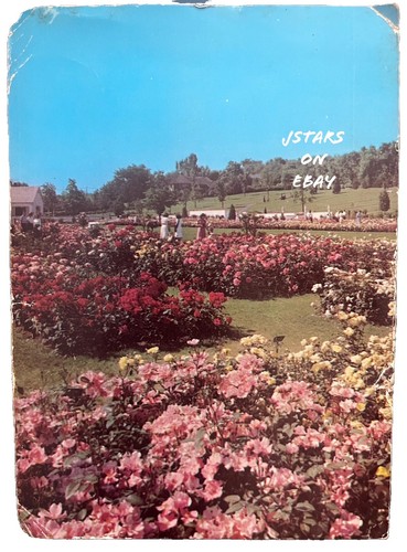 1955 NEWARK, NY, JACKSON & PERKINS ROSE GARDEN JUMBO CHROME POSTCARD 7 in x 5 in - Picture 2 of 3