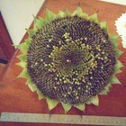 Picture 12 of 13