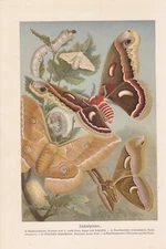 Silkmoth Bombyx Mori Mulberry Spinner Lithograph from 1890