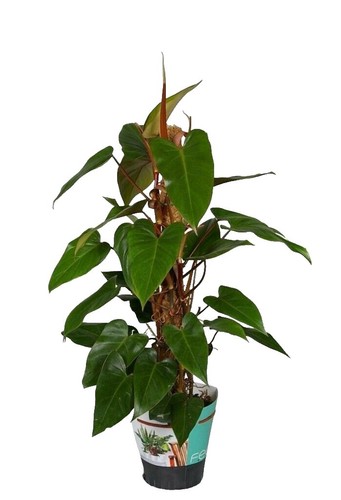 Philodendron - 'Revolution' - Rare Live Plant 10-12" | eBay