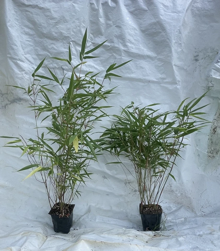 "Fuente de bambú-fargesia-planta enraizada-agrupamiento no invasivo-resistente al frío-18-24""" Foto 2 de 4