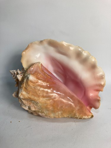 Vintage Large Natural Queen Lovely Pink Conch Sea Shell Seashell 17x20cm 1.4kg - Picture 10 of 15