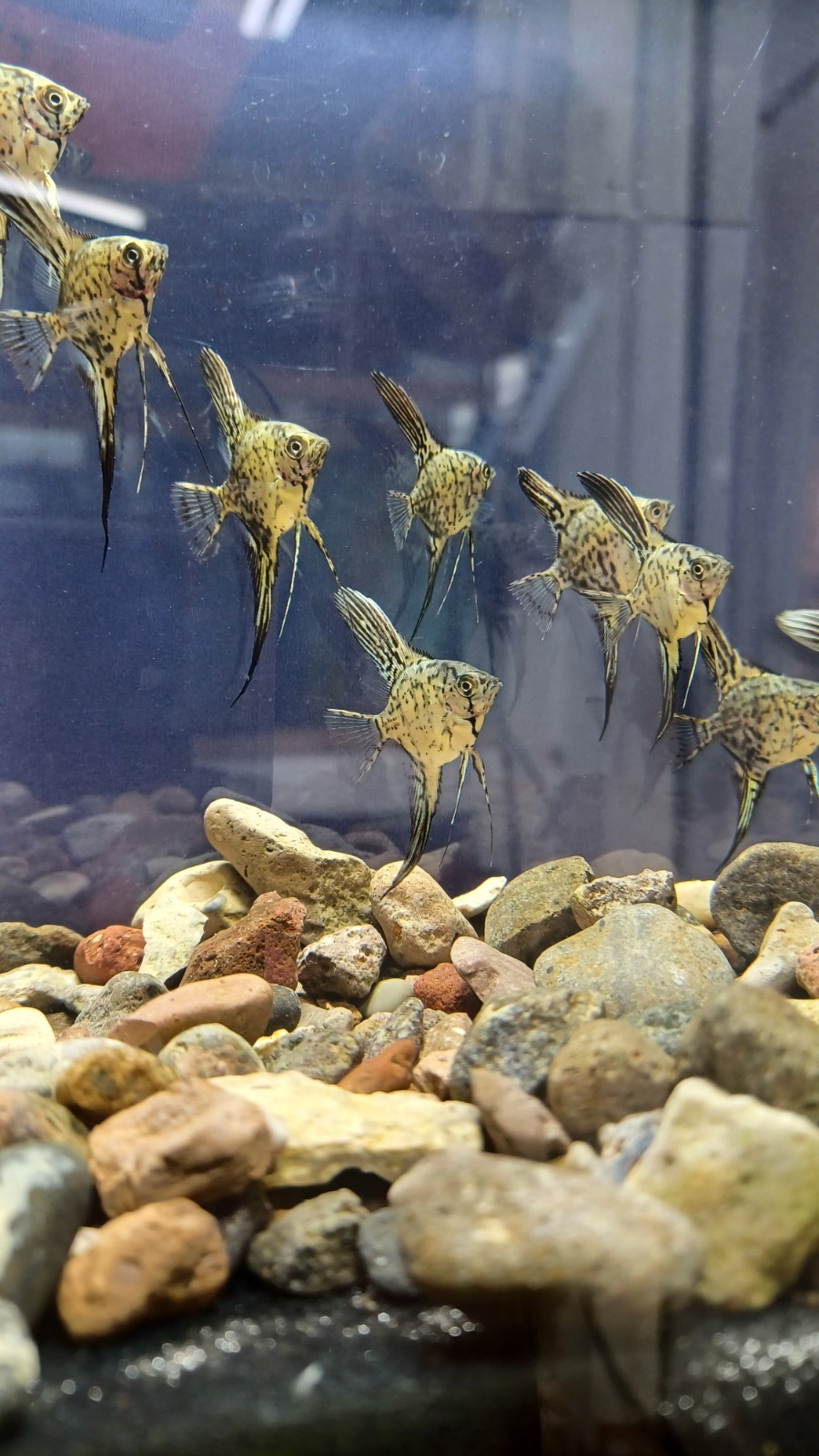 2 blue leopard snakeskin angel fish nickel body size