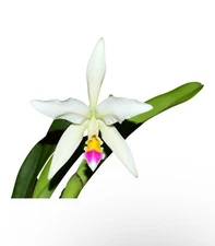 Cattleya Betsy Portilla 4N (mendelii x iricolor) Orchid Hybrid New Divide 4” Pot