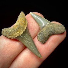 Shortfin Mako Shark Teeth (Isurus desori) .97 - 1.25