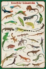Exotic Lizards Educational Decorative Chart Poster 24 x 36 Free Shipping