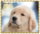 Merida's Gold