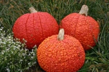 10 Red Warty Thing Pumpkin Seeds for Planting