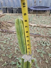 Green Columnar cactus, 8" branch