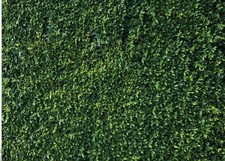 Green Leaves Photography Backdrops Grass Backdrop Wall Greenery Safari Party