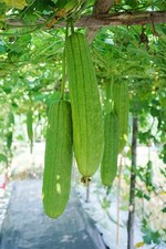 10+ LUFFA GOURD SEEDS - LOOFAH SPONGE GOURD garden FREE SHIPPING